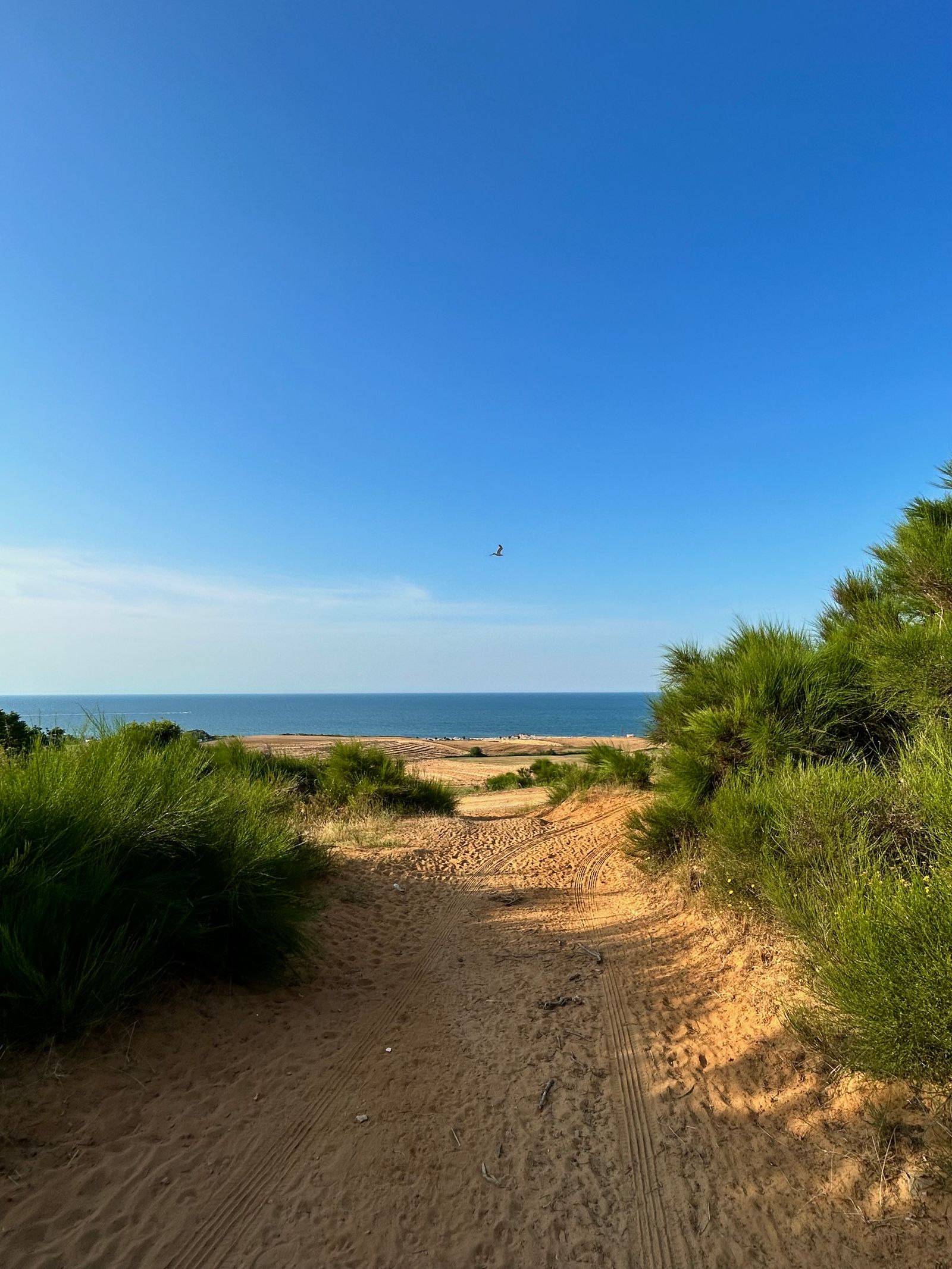 Sandy path through grassy dunes toward the Atlantic beach